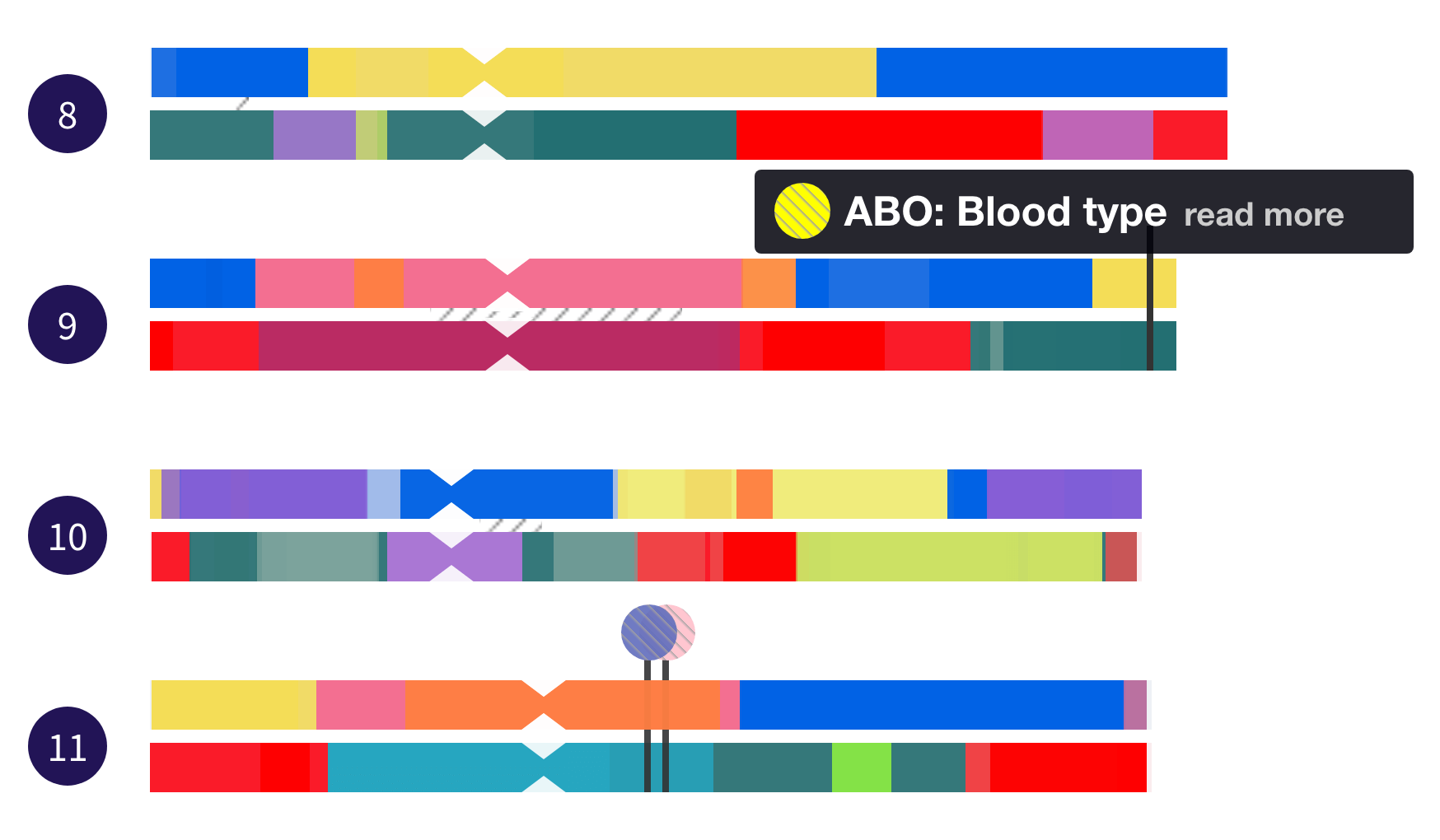 Use your chromosome map to explore traits in your DNA