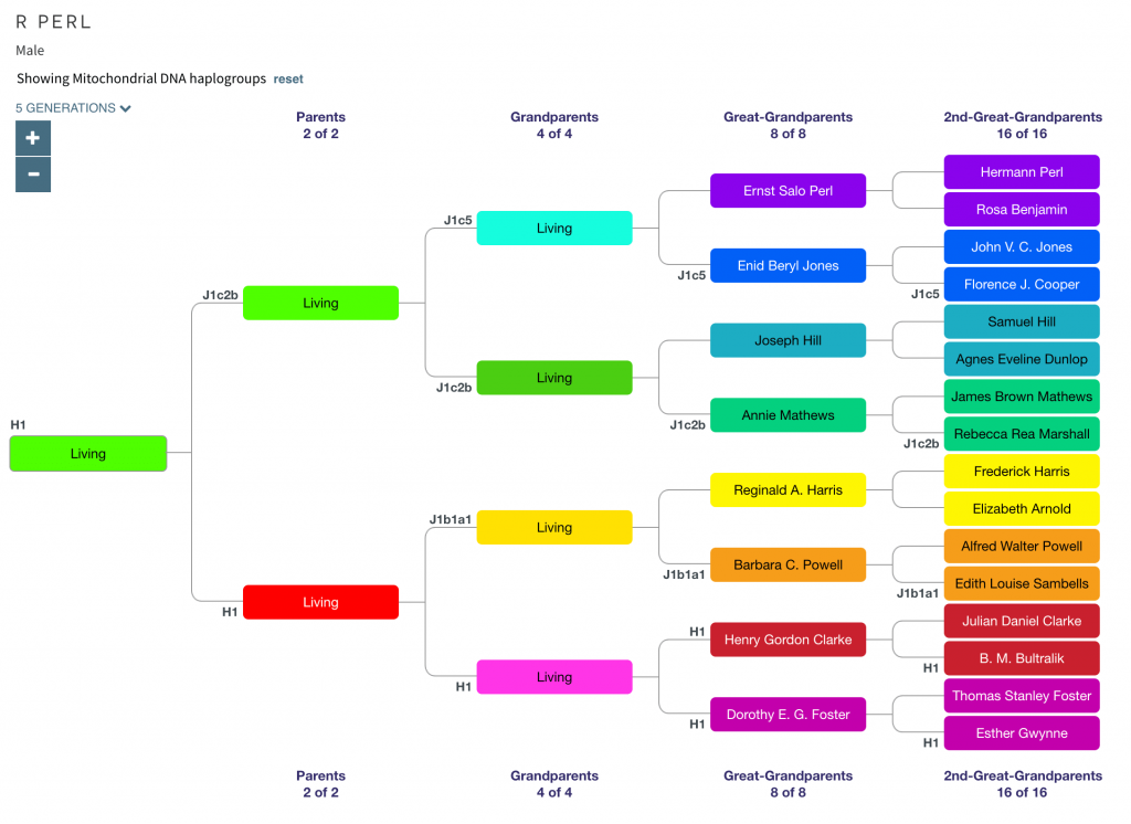 Tree showing mitochondrial haplogroups