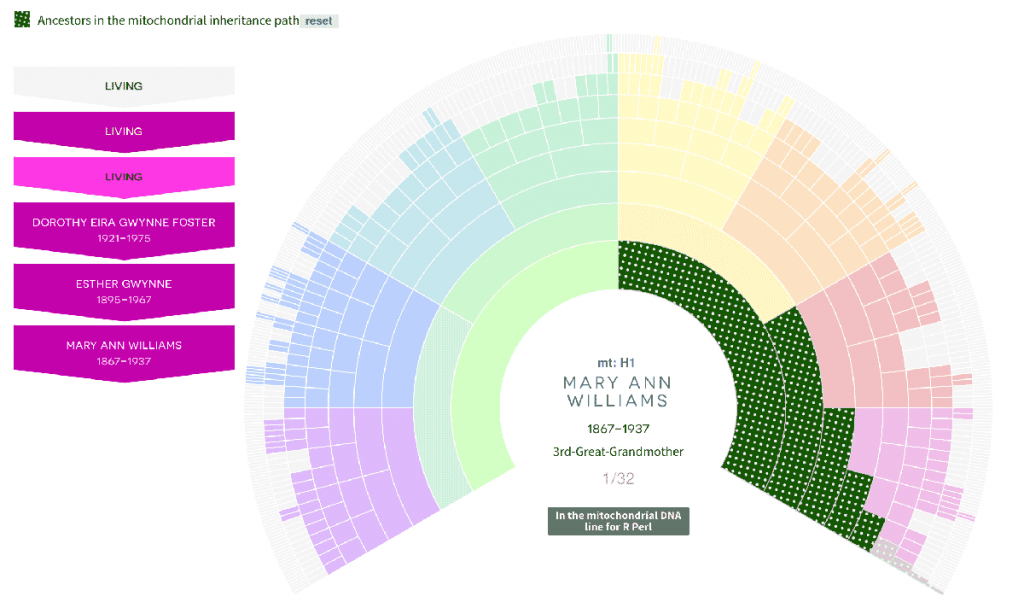 Fan chart showing mtDNA inheritence path. Once you identify potential mtDNA testers you can discover the haplogroups for other lines.