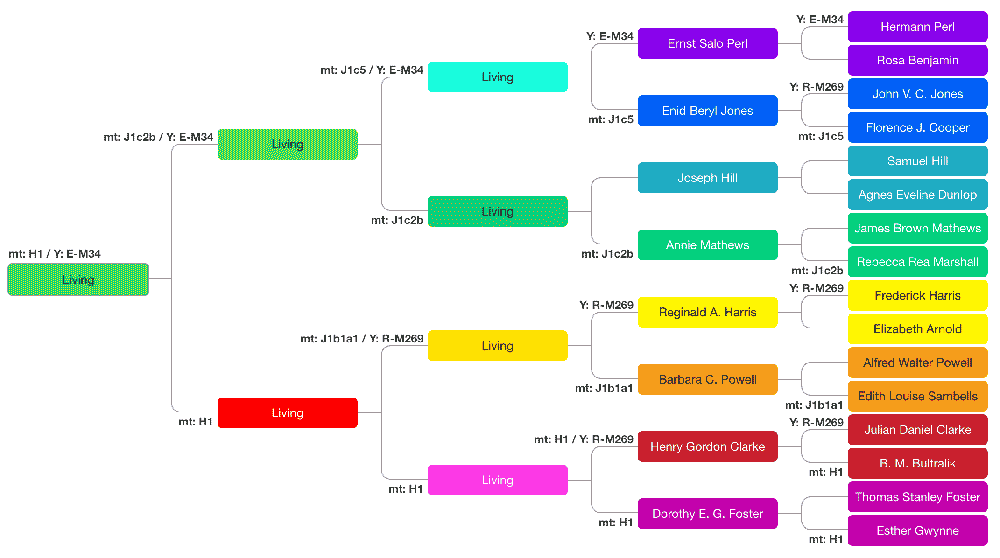 DNA Painter ancestral tree showing Y and mtDNA haplogroups. Some of these were identified by identifying other testers who are in the direct Y- or mitochondrial line for these branches.