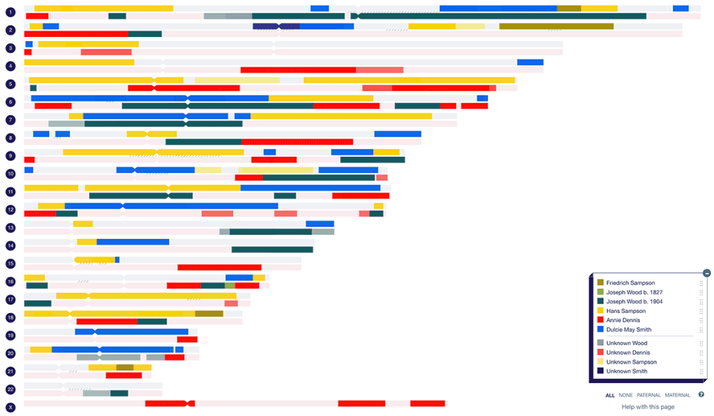 A chromosome map at DNA Painter