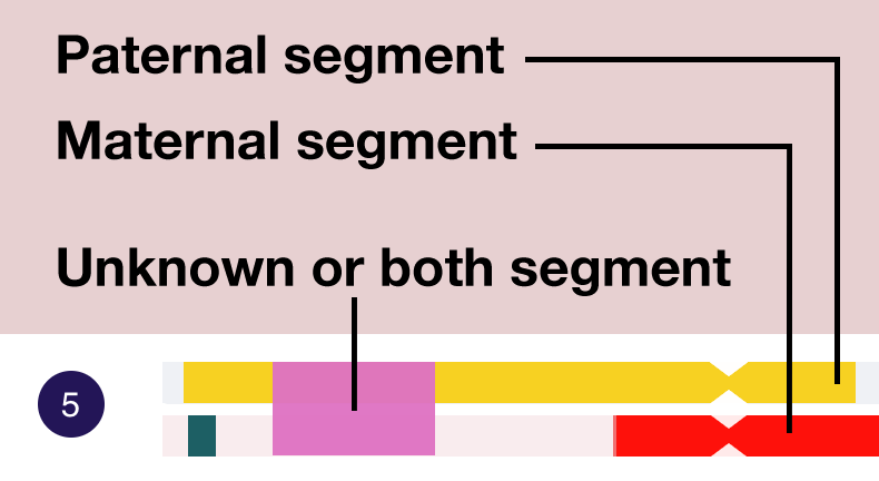 Diagram showing a section of chromosome 5 with paternal, maternal and unknown or both segments painted