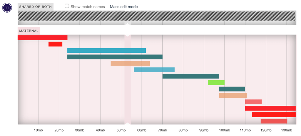 The "Dutch" segment (the black and white one at the top) overlaid on my maternal chromosome 11